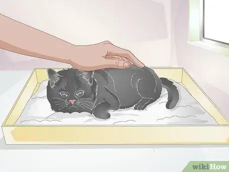 Imagen titulada Take Care of a Kitten with a Broken Leg Step 11