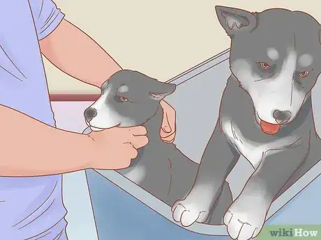 Imagen titulada Care for a Husky Step 1