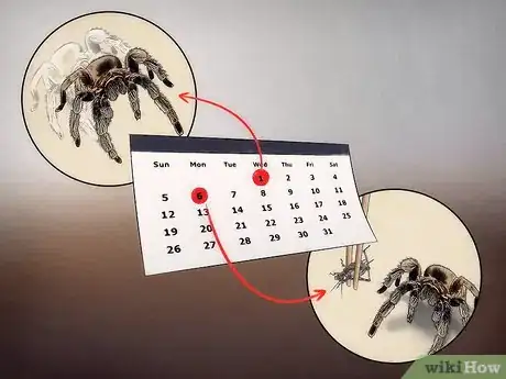 Imagen titulada Tell if Your Tarantula Is Molting Step 8