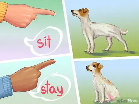 Imagen titulada Care for a Jack Russell Step 7