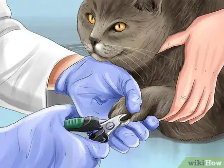 Imagen titulada Diagnose and Treat the Cause of Deformed Cat Nails Step 9