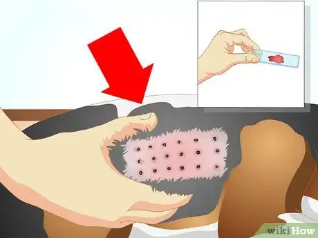 Imagen titulada Determine if Your Dog Has Food Allergies Step 11