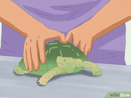 Imagen titulada Pet a Turtle Step 11