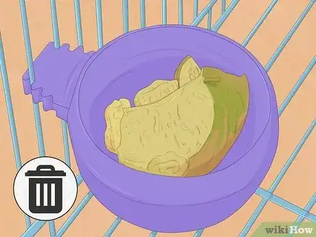 Imagen titulada Feed a Conure Step 7