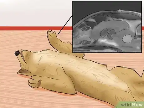 Imagen titulada Recognize a Stroke in Dogs Step 3