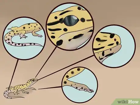 Imagen titulada Care for a Leopard Gecko Step 7