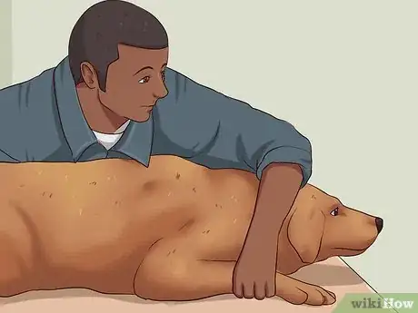 Imagen titulada Trim a Dog's Nails Step 7