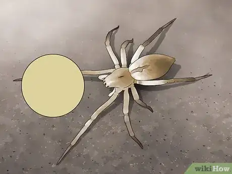 Imagen titulada Identify a Yellow Sac Spider Step 5