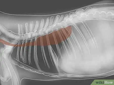 Imagen titulada Take Care of a West Highland White Terrier Step 18