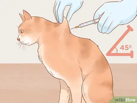 Imagen titulada Administer Insulin to a Cat Step 13