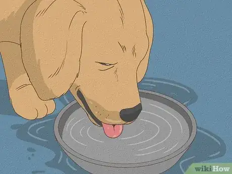Imagen titulada Know When Your Dog is Sick Step 6