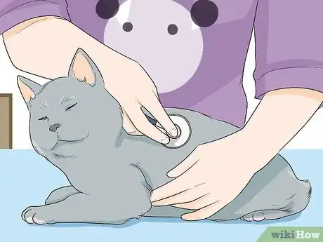 Imagen titulada Get Motor Oil Off a Cat Step 11