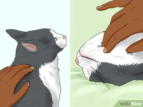 Imagen titulada Give Your Cat a Massage Step 12