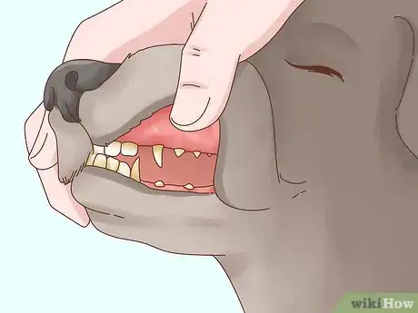 Imagen titulada Increase Appetite in Dogs Step 13