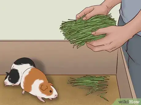 Imagen titulada Care for a Pregnant Guinea Pig Step 19