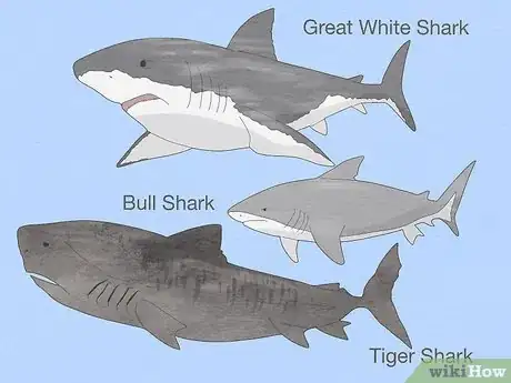 Imagen titulada Get over Your Fear of Sharks Step 4