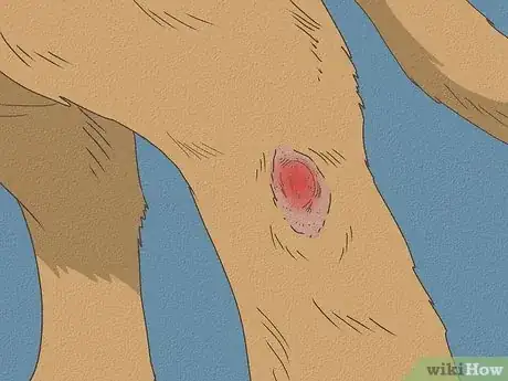 Imagen titulada Know When Your Dog is Sick Step 4