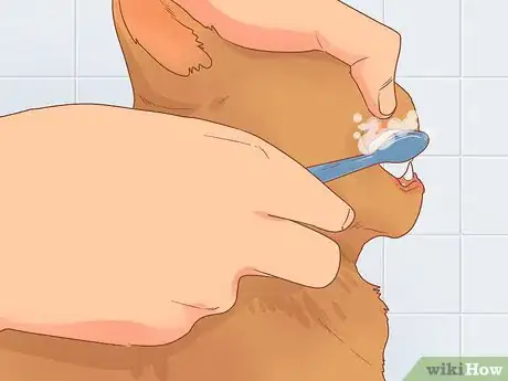 Imagen titulada Diagnose and Treat Gingivitis in Cats Step 7
