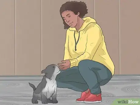 Imagen titulada Train Border Collies Step 21