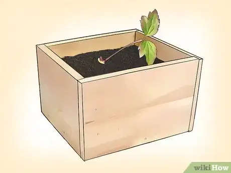Imagen titulada Propagate Clematis Step 12