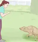 denunciar a un criador de perros inmoral