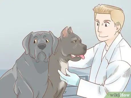 Imagen titulada Breed Cane Corso Step 2