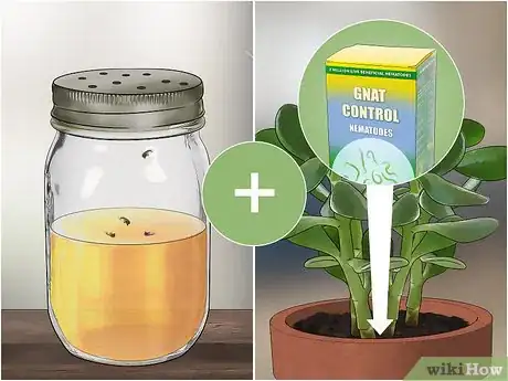 Imagen titulada Get Rid of Gnats Step 6