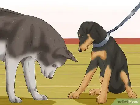 Imagen titulada Train a Doberman Pinscher Step 8