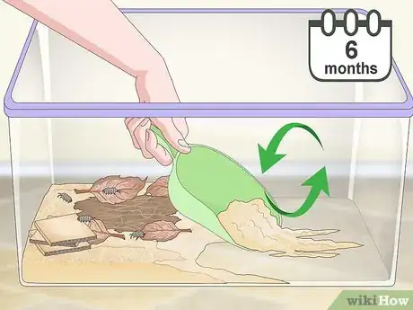 Imagen titulada Breed Isopods Step 8