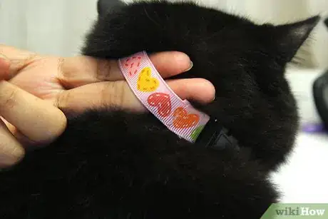 Imagen titulada Put a Collar on a Kitten Step 7