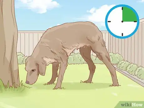 Imagen titulada Treat a Dog Who Ate Chocolate Step 6
