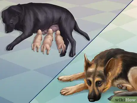 Imagen titulada Help Your Dog After Giving Birth Step 12