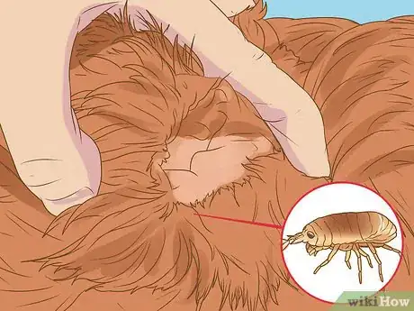 Imagen titulada Get Rid of Sandfleas Step 8