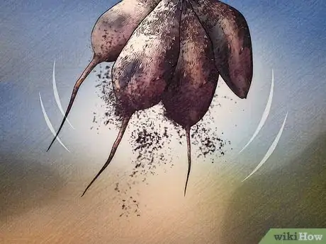 Imagen titulada Store Dahlia Bulbs Step 4
