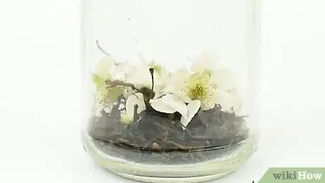 Imagen titulada Make Jasmine Tea Step 2