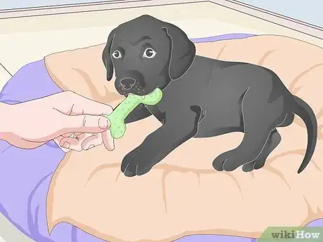 Imagen titulada Get a Puppy to Sleep Step 9