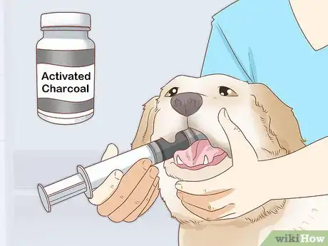 Imagen titulada Treat a Dog Who Ate Chocolate Step 8