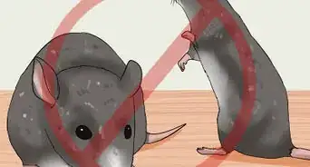 tratar a un gato que ha sufrido una mordedura de serpiente