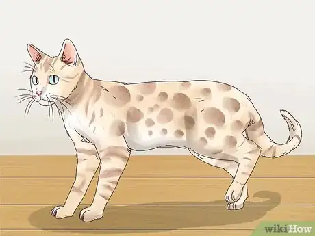 Imagen titulada Identify a Bengal Cat Step 1