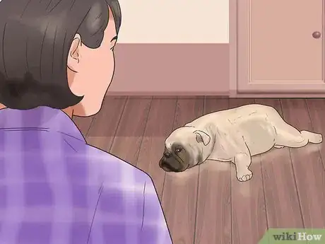 Imagen titulada Help a Dog Who Has Canine Epilepsy Step 9