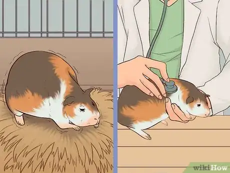Imagen titulada Care for a Pregnant Guinea Pig Step 26