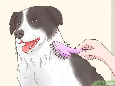 Imagen titulada Care for a Border Collie Step 2