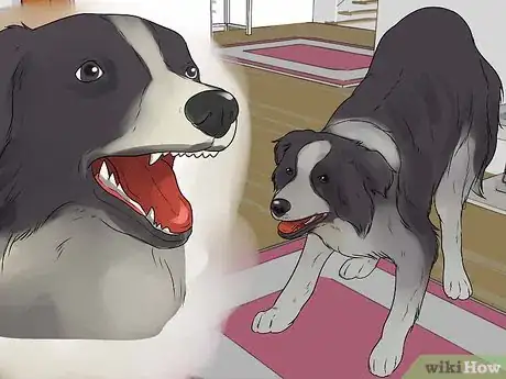 Imagen titulada Train Border Collies Step 30