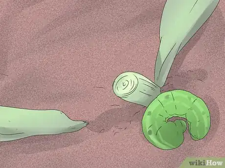 Imagen titulada Control Cutworms Step 1