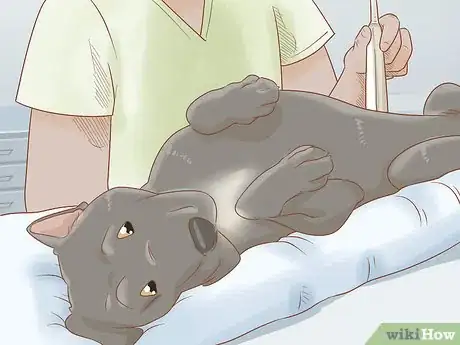 Imagen titulada Breed Cane Corso Step 9