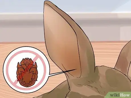 Imagen titulada Clean Your Rabbit's Ears Step 9