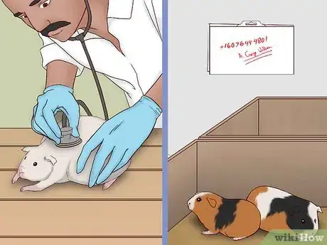 Imagen titulada Care for a Pregnant Guinea Pig Step 23