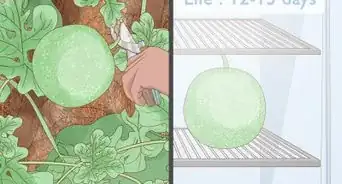 plantar melones