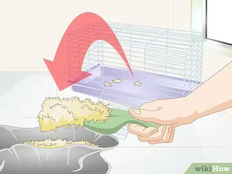 Imagen titulada Care for a Hairless Rat Step 8