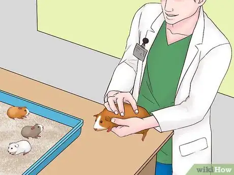 Imagen titulada Care for a Pregnant Guinea Pig Step 39